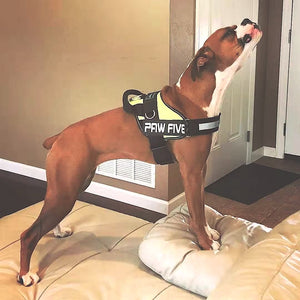 How to Use a No-Pull Dog Harness?