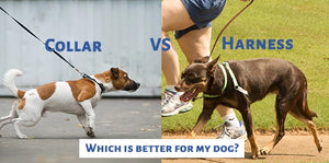 Dog harness Versus Dog Collar- Which is better?