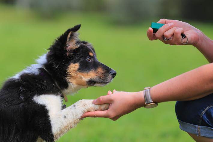 Dog Training Hacks From the Professionals