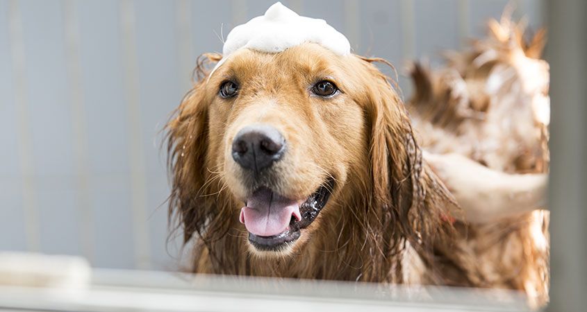 8 Of The Best Dog Shampoos For Sensitive Skin