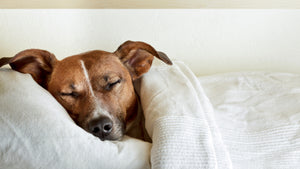 When You Dream About Dogs, What Are You Really Dreaming About?