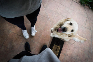 SOLVED! The Reasons Why Your Dogs Lay On Your Feet!