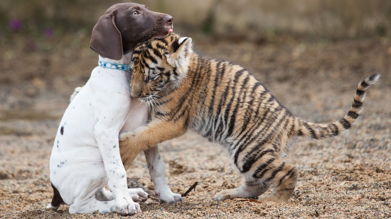 Why Do Dogs Adopt Other Animals? Science Explained!
