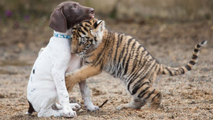 Why Do Dogs Adopt Other Animals? Science Explained!