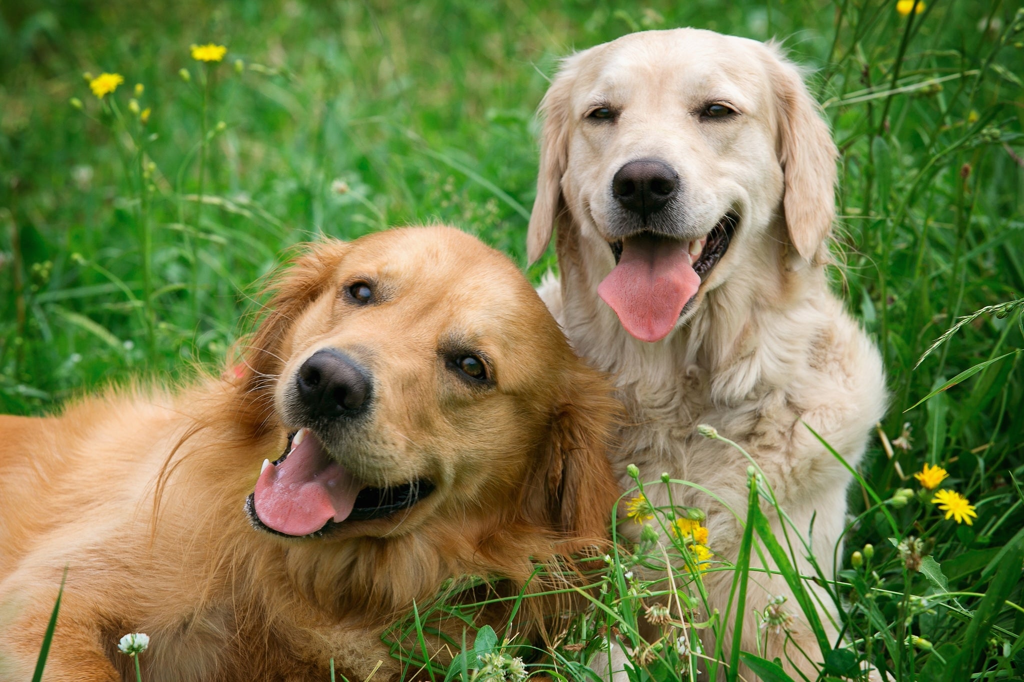 Why Are Dogs So Friendly? The Answer According to Science