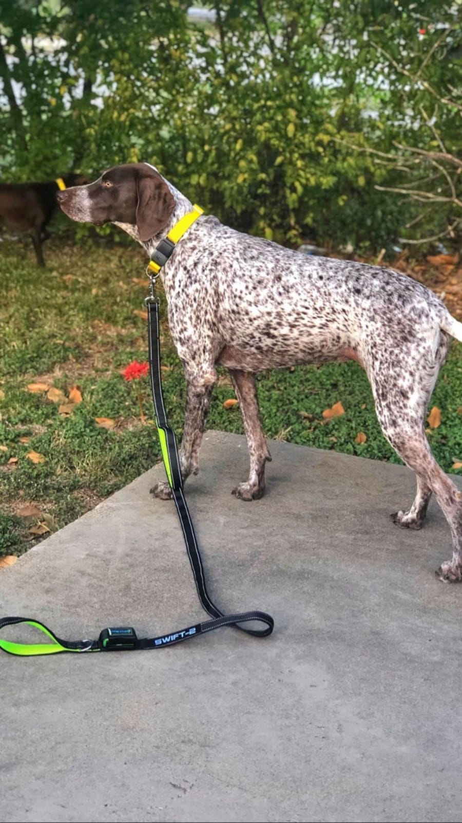 Looking For a Good Dog Leash? Here it is! | Paw Five