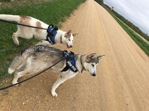 The Best Dog Harness for 2021 | Reviews by Professional Dog Trainers