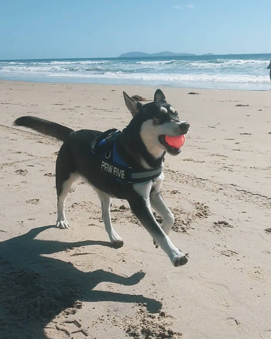 Dog Harness | Paw Five CORE-1 No Pull Easy Walk Harness