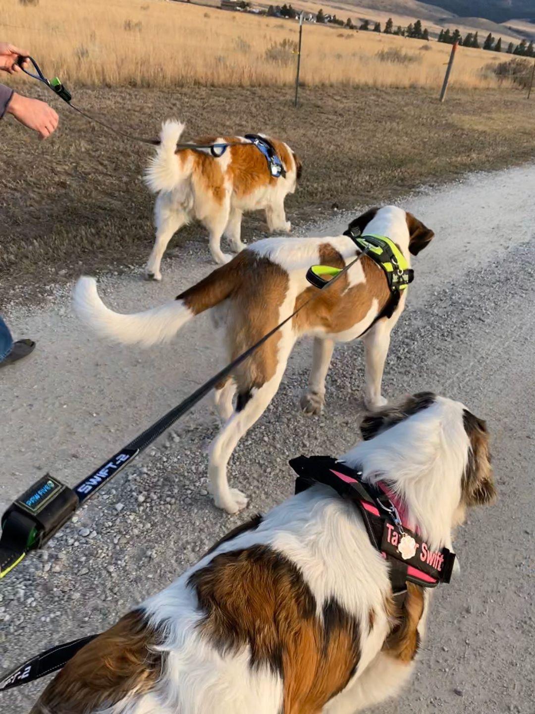 Dog Leashes | Strong, Adjustable and Reflective Dog Leash | Paw Five™