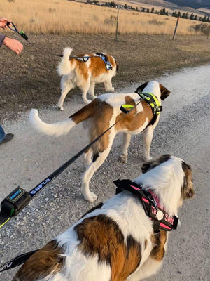 Dog Leashes | Strong, Adjustable and Reflective Dog Leash | Paw Five™