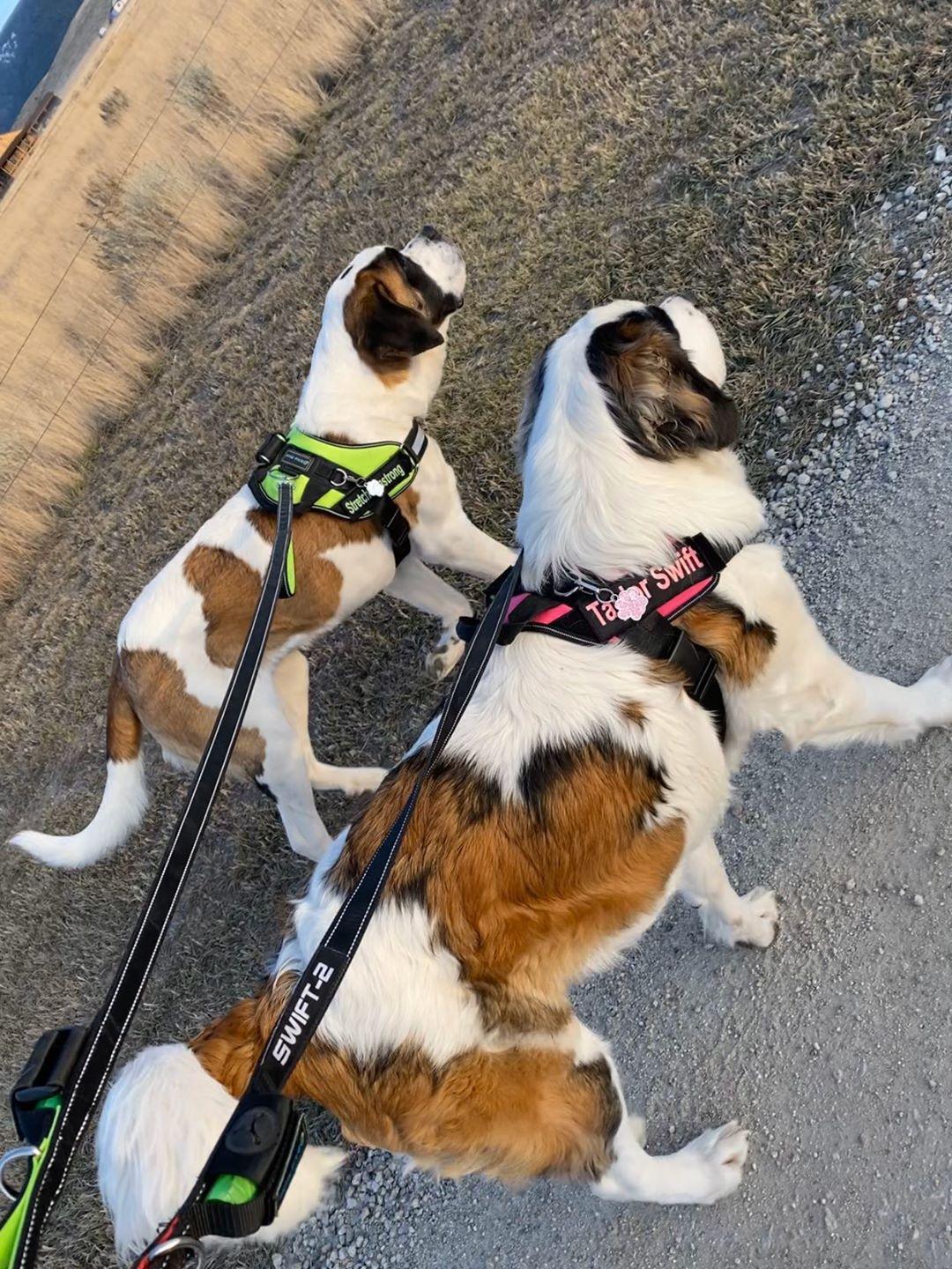 Loose-leash Training with a No-pull Dog Harness