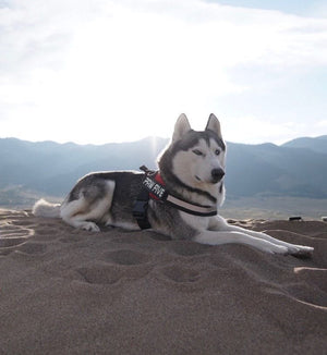 Big Dog Harness - Harness for Large Breeds | Paw Five.com