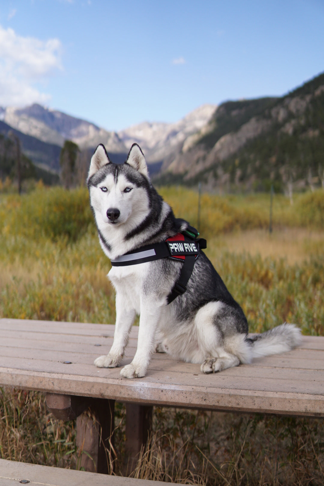 No Pull Dog Harness | Select the Best No Pull Harness For Your Dog