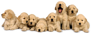 Puppy Care 101: Tips for First-Time Dog Owners