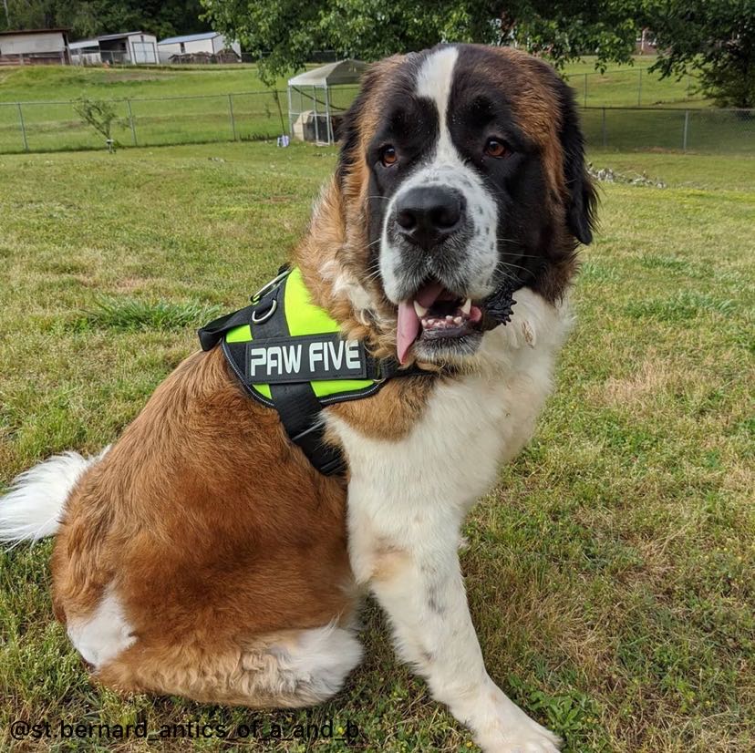 Big Dog Harness No Pull Adjustable Pet Harness: Giant Breed Harnesses