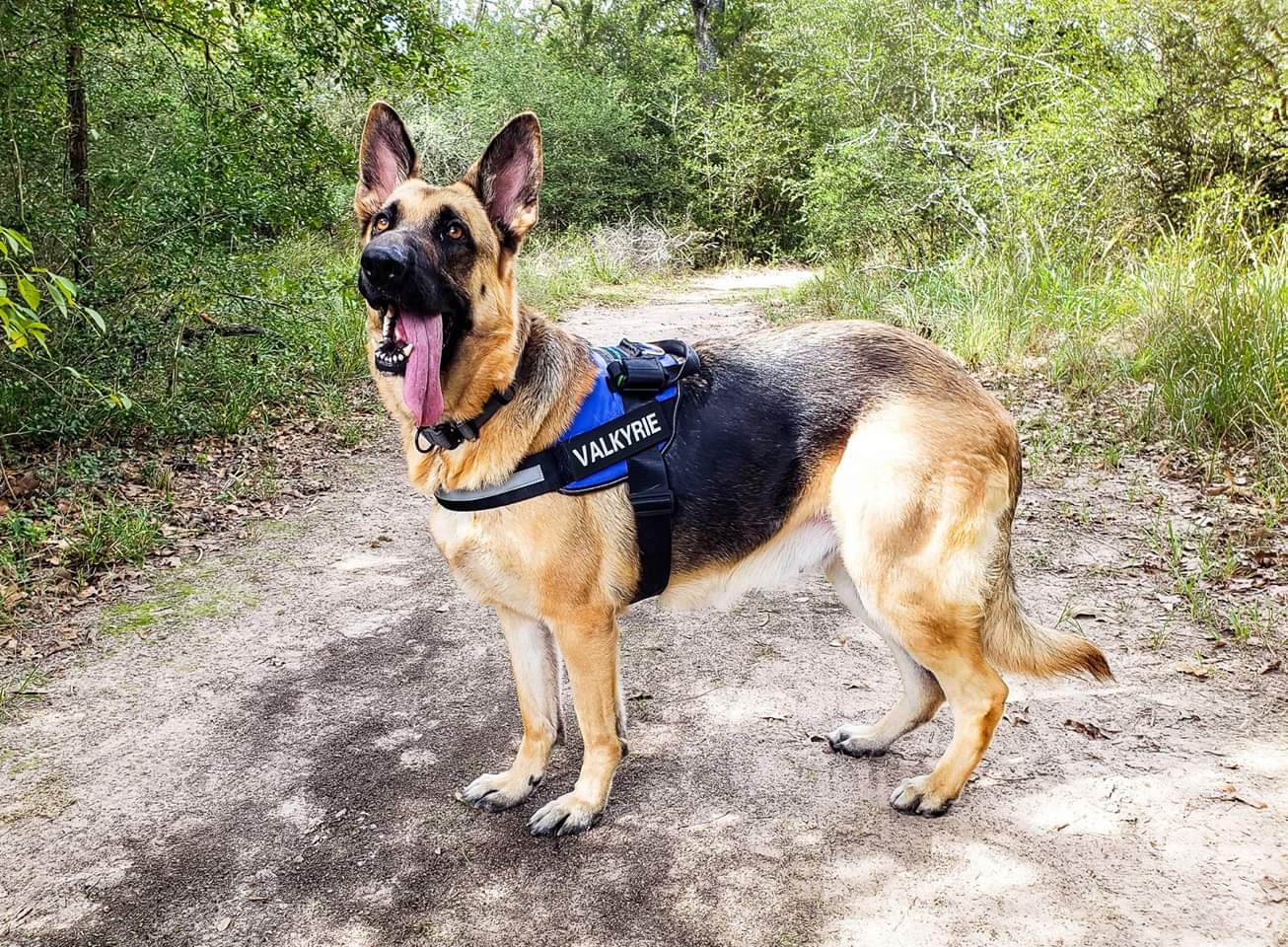 Easy Walk Harness | Paw Five CORE-1 No Pull Easy Walk Dog Harness