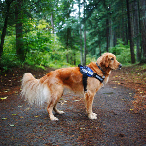 Easy Walk No-Pull Dog Harness - Paw Five CORE-1 Harness™