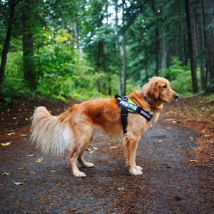 Easy Walk No-Pull Dog Harness - Paw Five CORE-1 Harness™