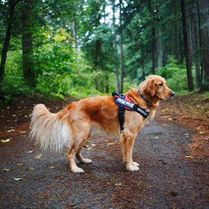 The Best Dog Harness - Paw Five CORE-1 Harness